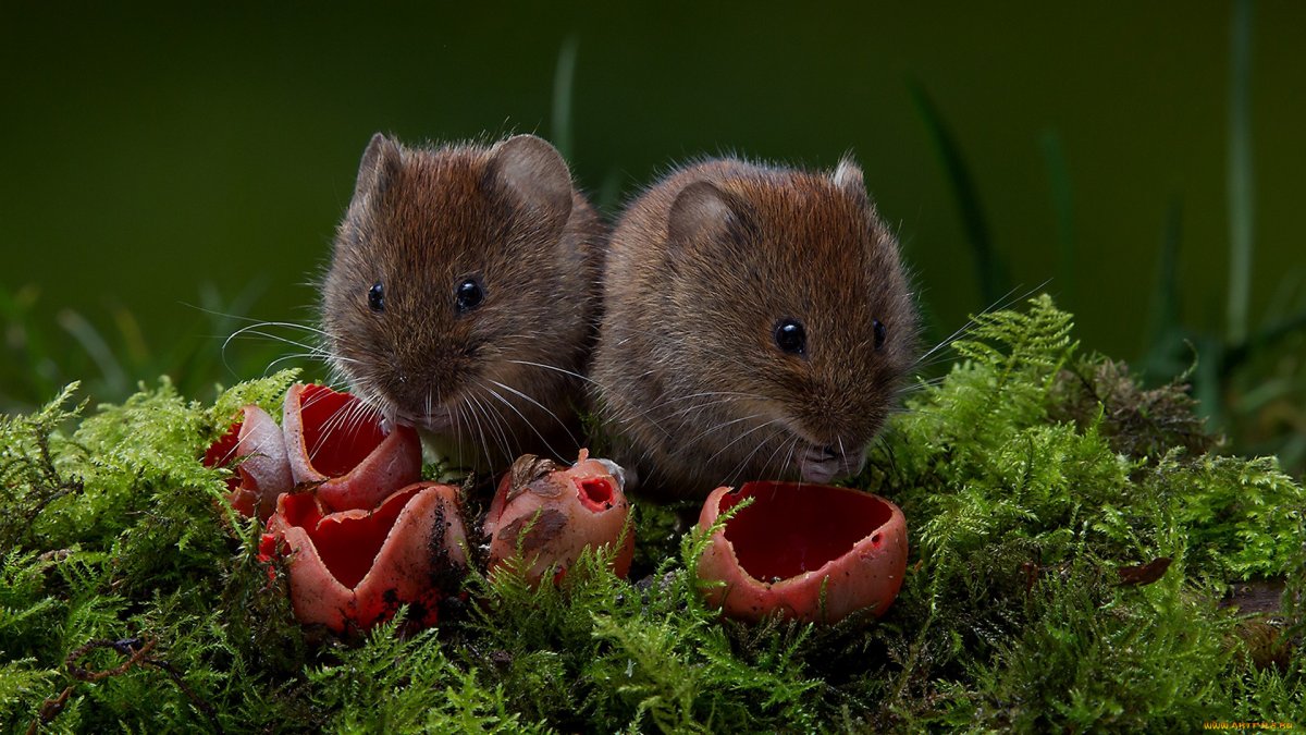 Mus musculus домовая мышь