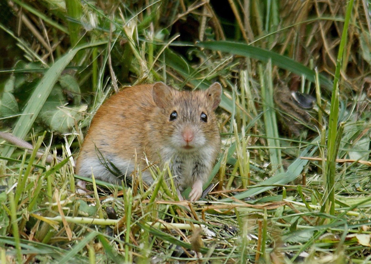 Мышь полевка черная