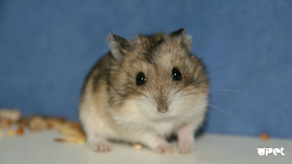 Хомяк джунгарский шиншилловый