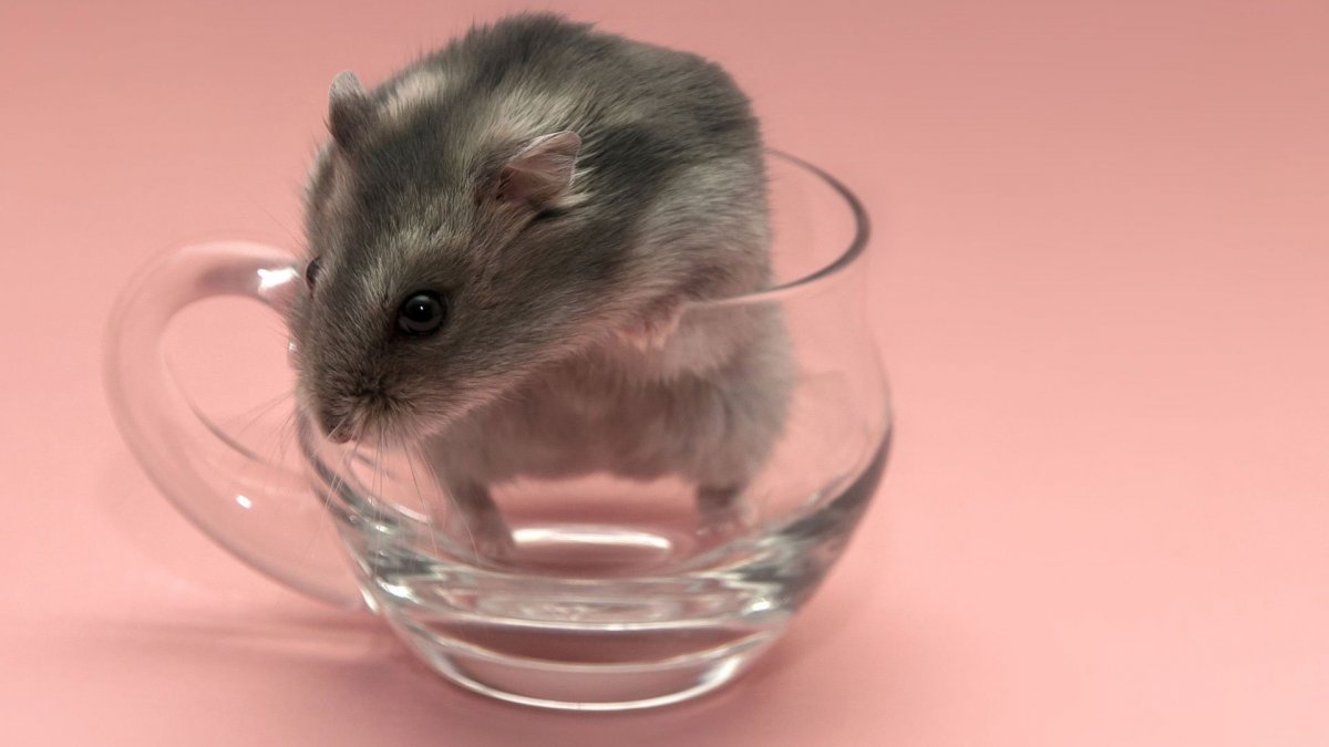 Хомяки джунгарики