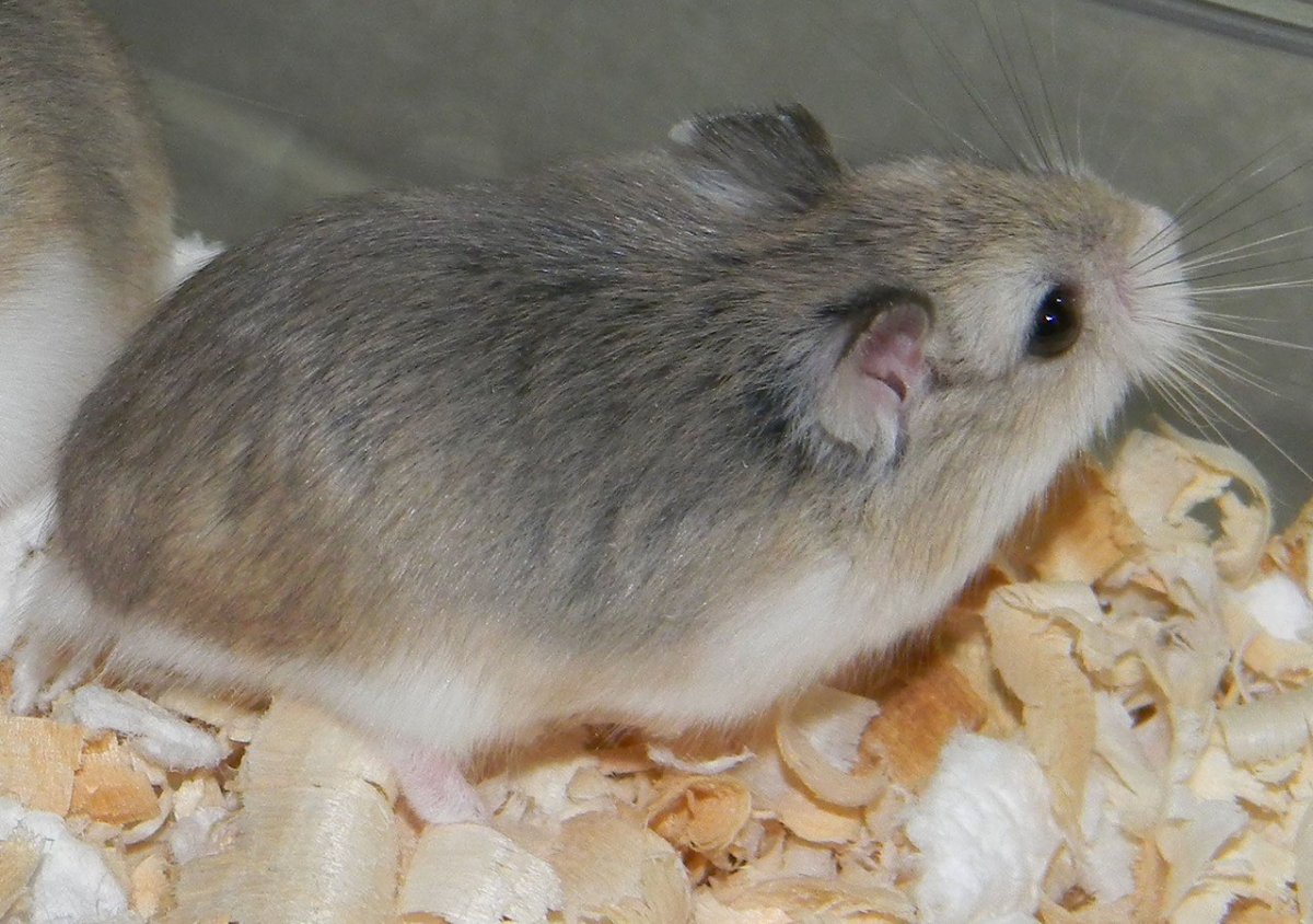 Хомяк джунгарик маленький