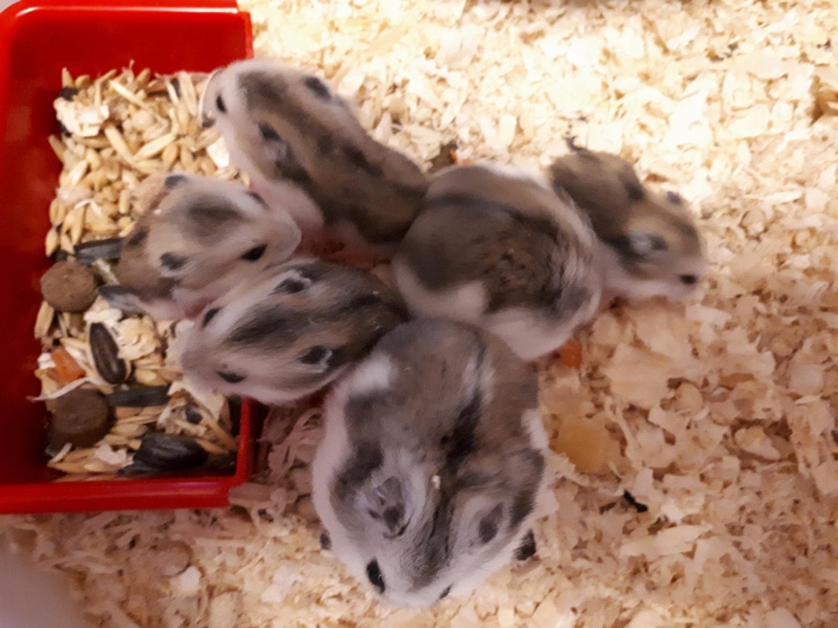 Хвост джунгарского хомяка