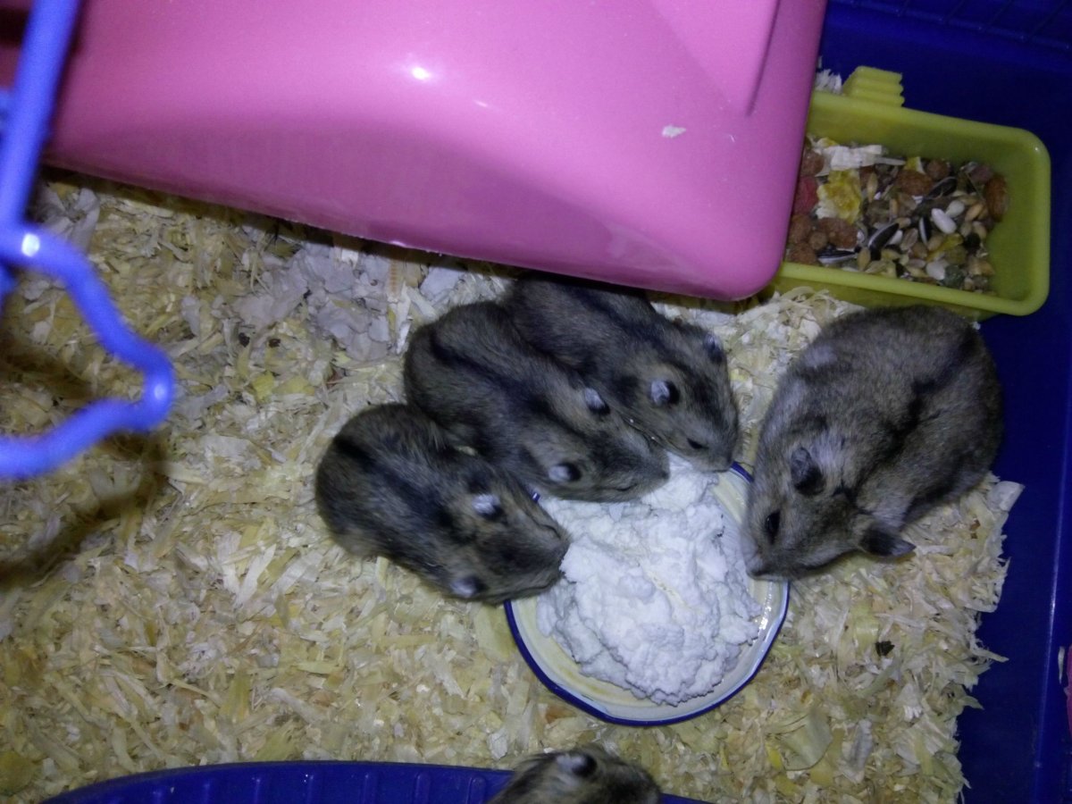 Хомяк джунгарский