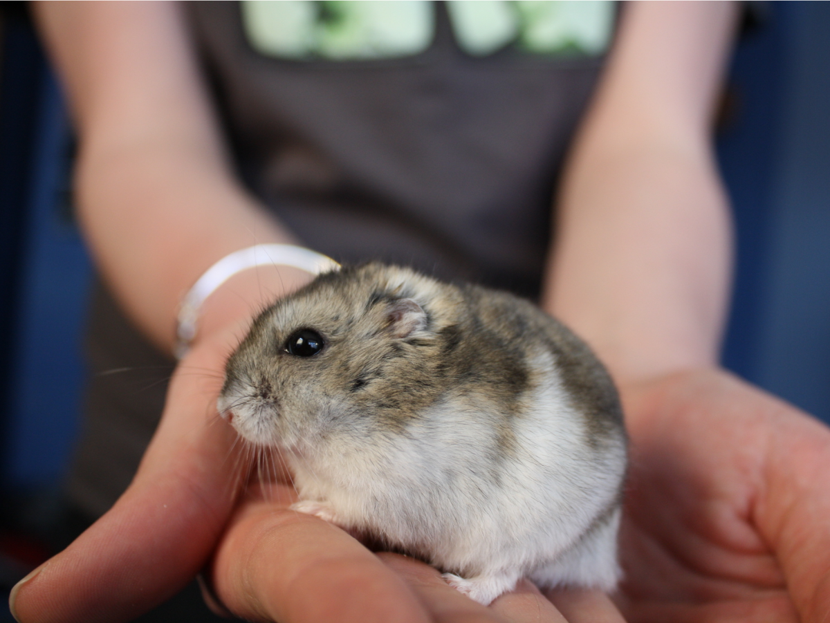 Джунгарский хомячок серый