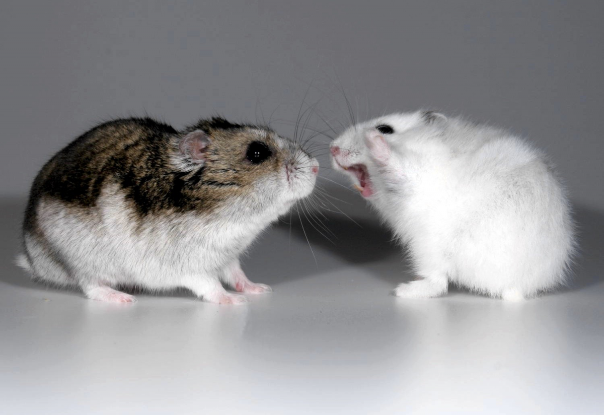 Хомяк джунгарский