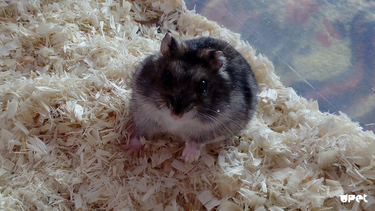 Спящий джунгарский хомяк