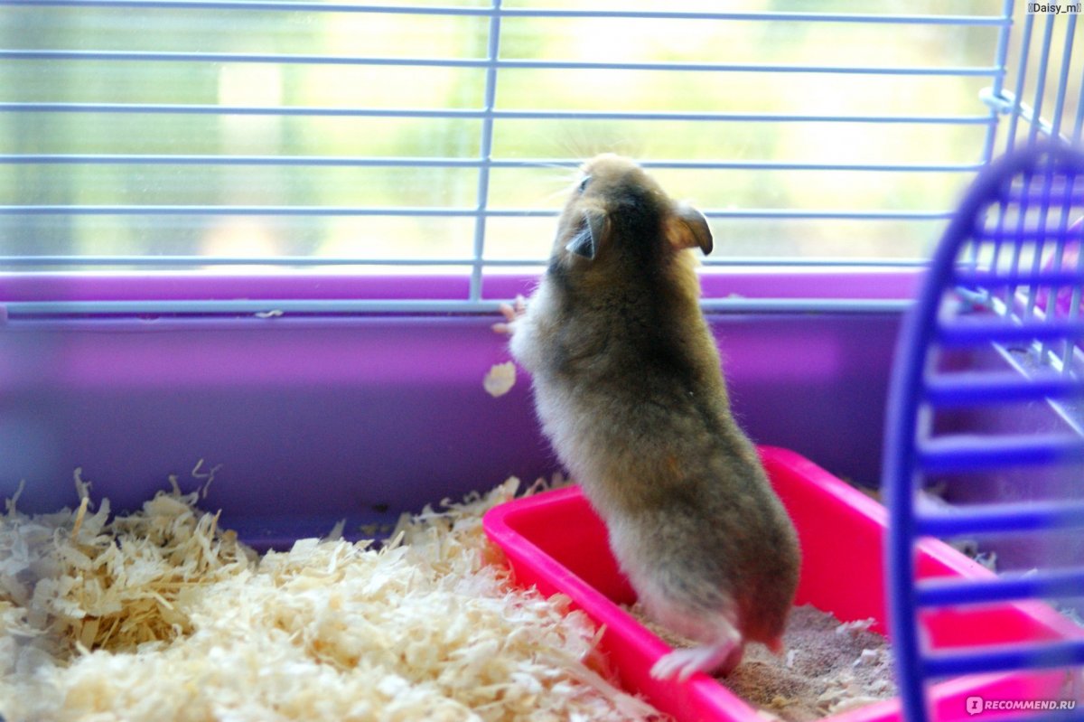 Хомяки на ладошке