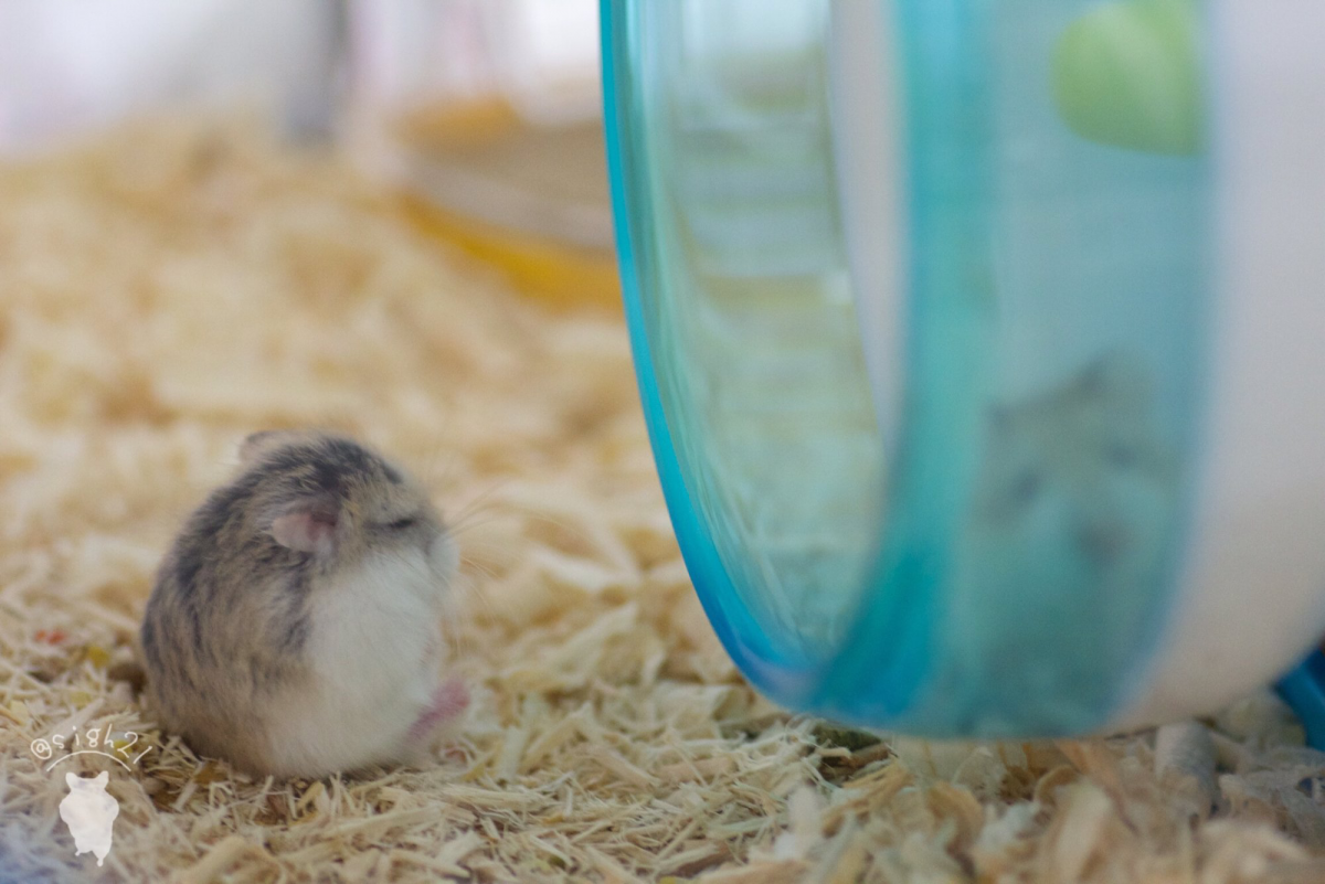 Хомяк джунгарский шиншилловый