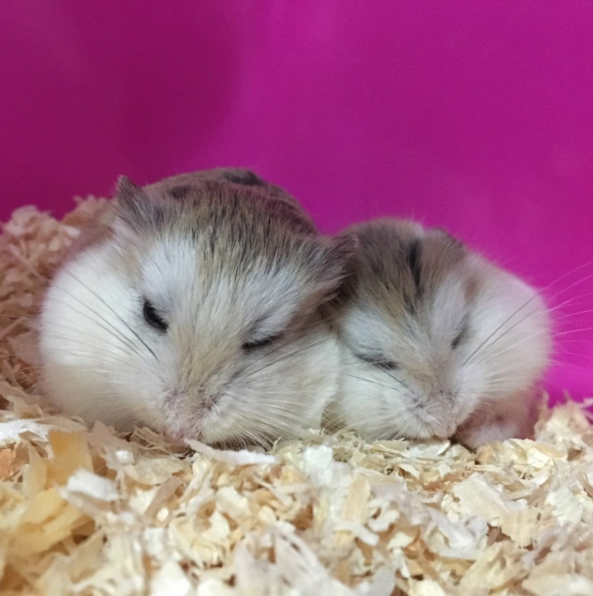 Хомячки джунгарики дерутся?