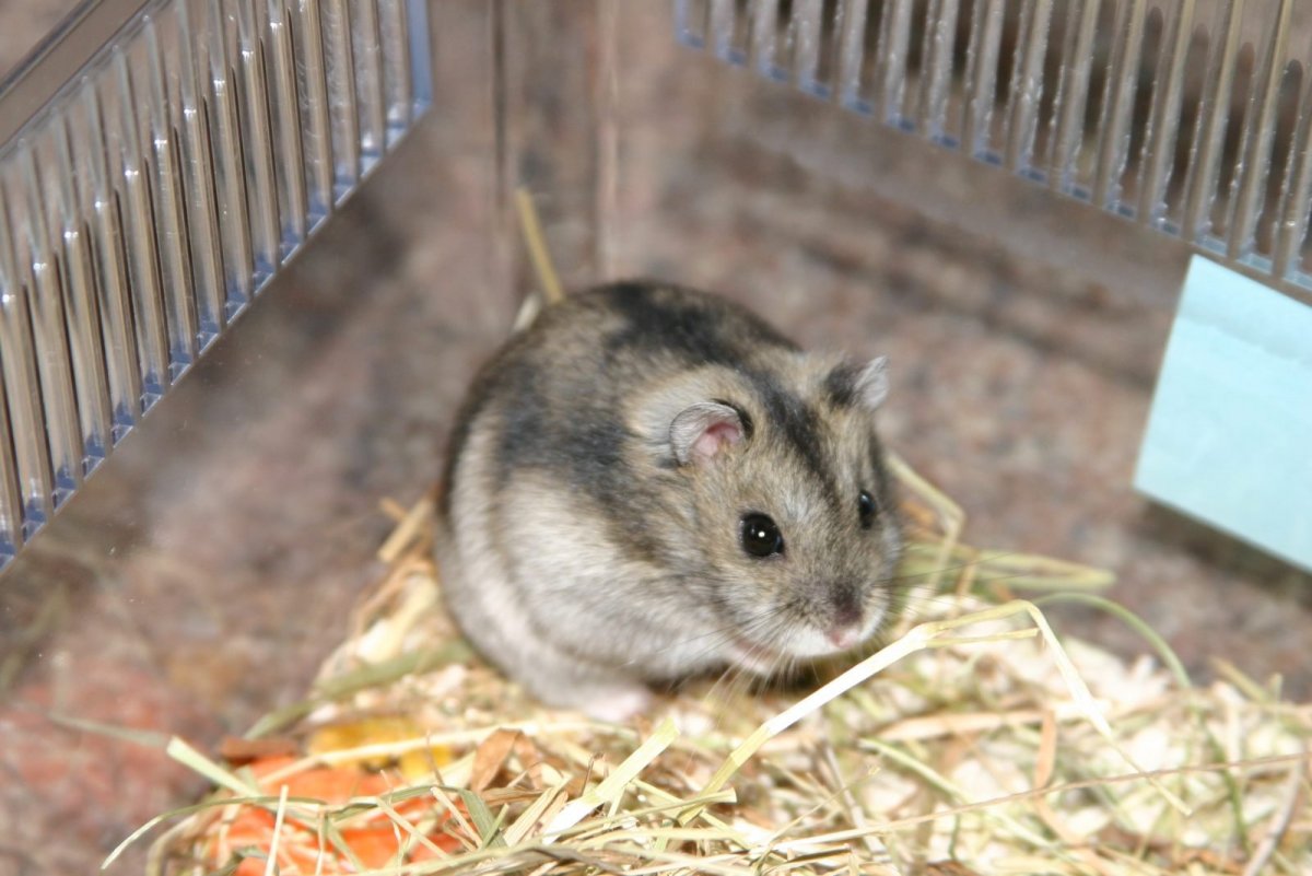 Джунгарский хомяк фото