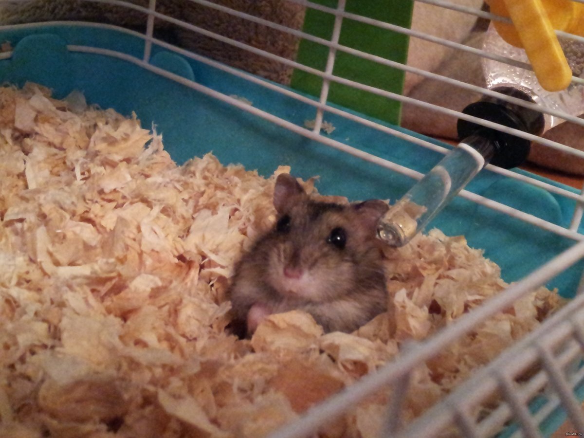 Джунгарский хомячок белый