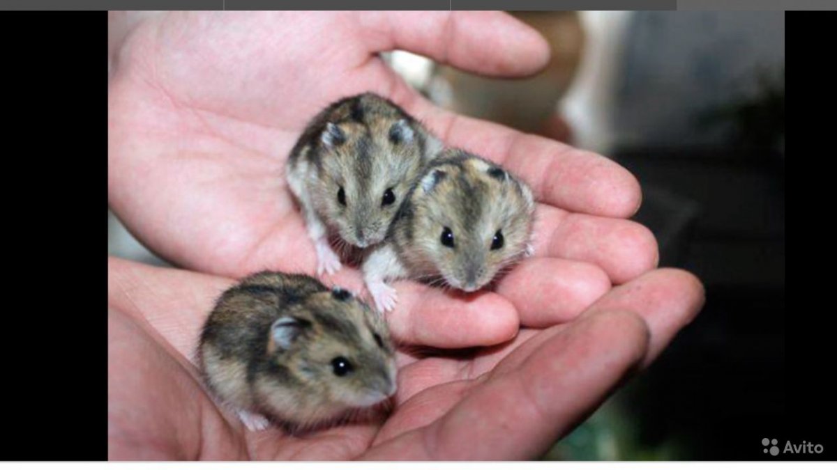 Джунгарский хомячок