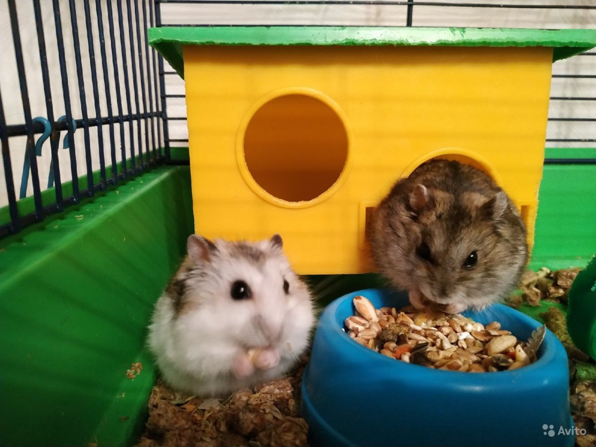 Хомяк джунгарский шиншилловый