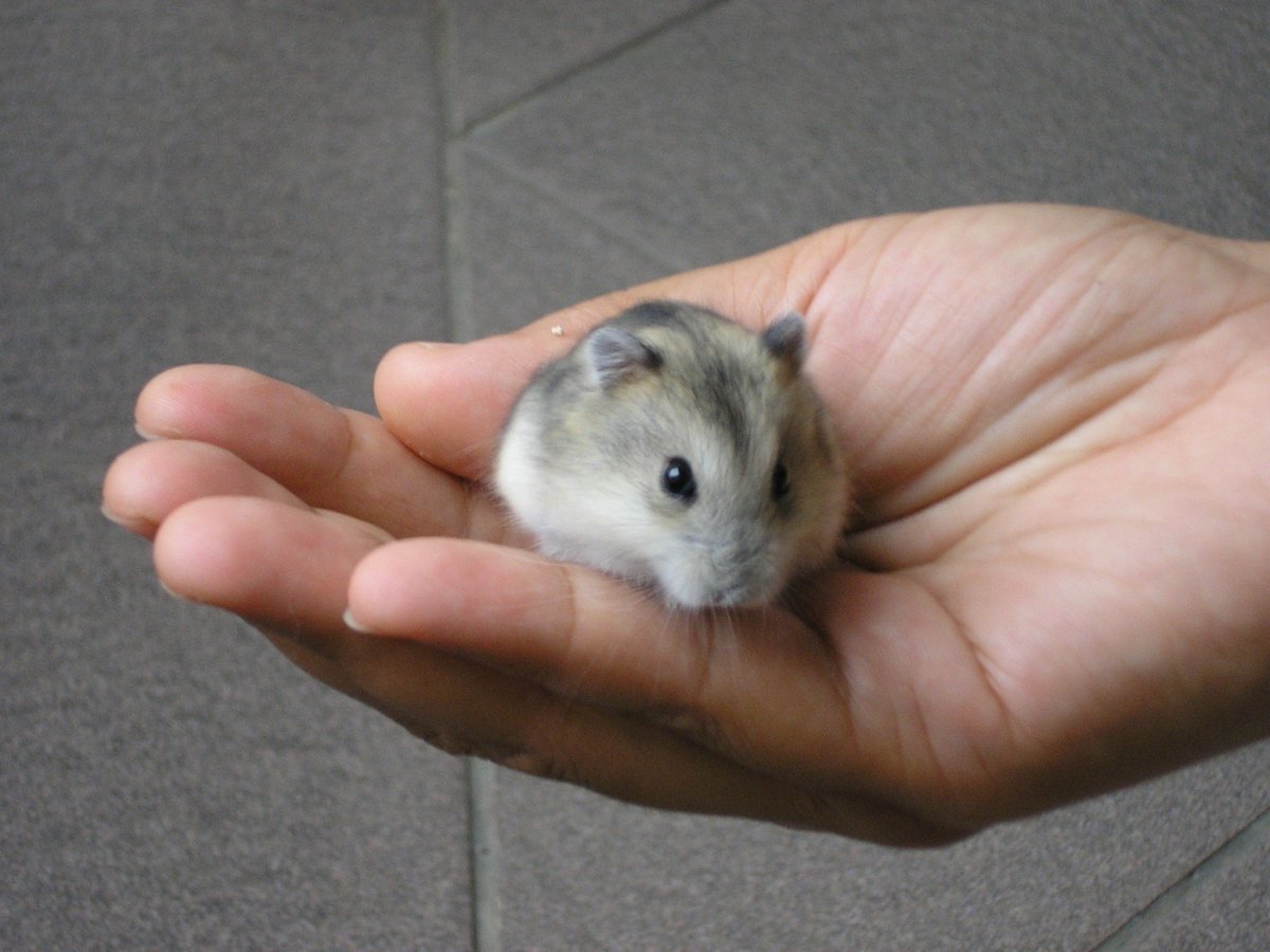 Джон Гарик хомяк