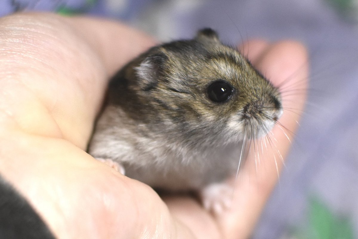 Хомяк джунгарский