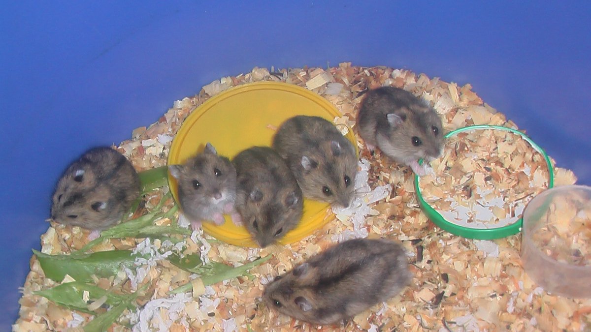 Джон Гарик хомяк