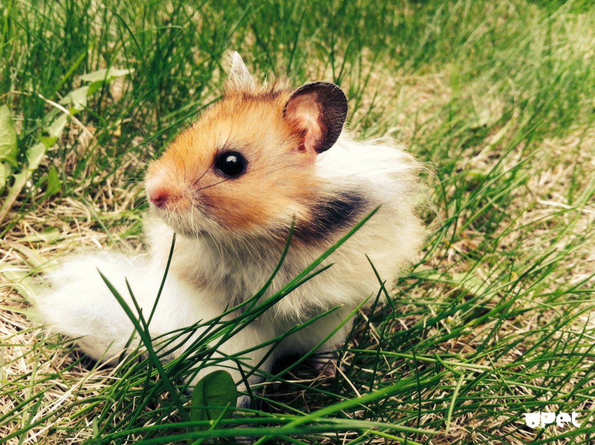 Картинки хомяков на рабочий стол