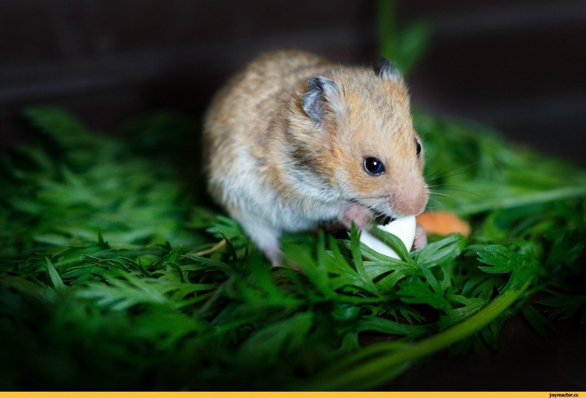 Дикий хомяк карбыш