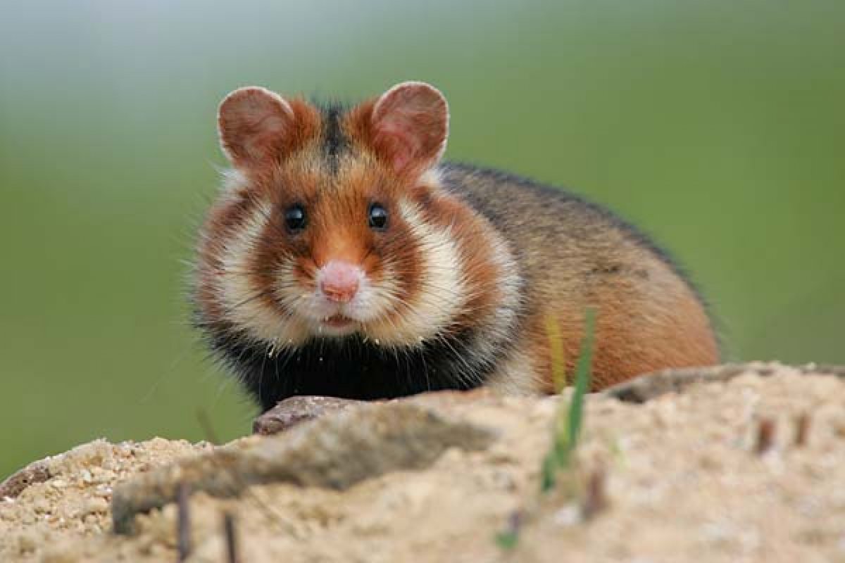 Скорпионовый хомячок