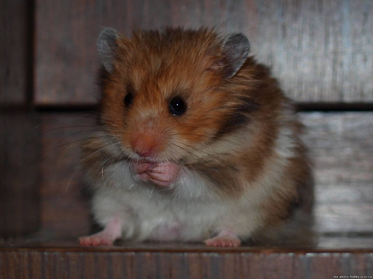 Лесной хомяк карбыш