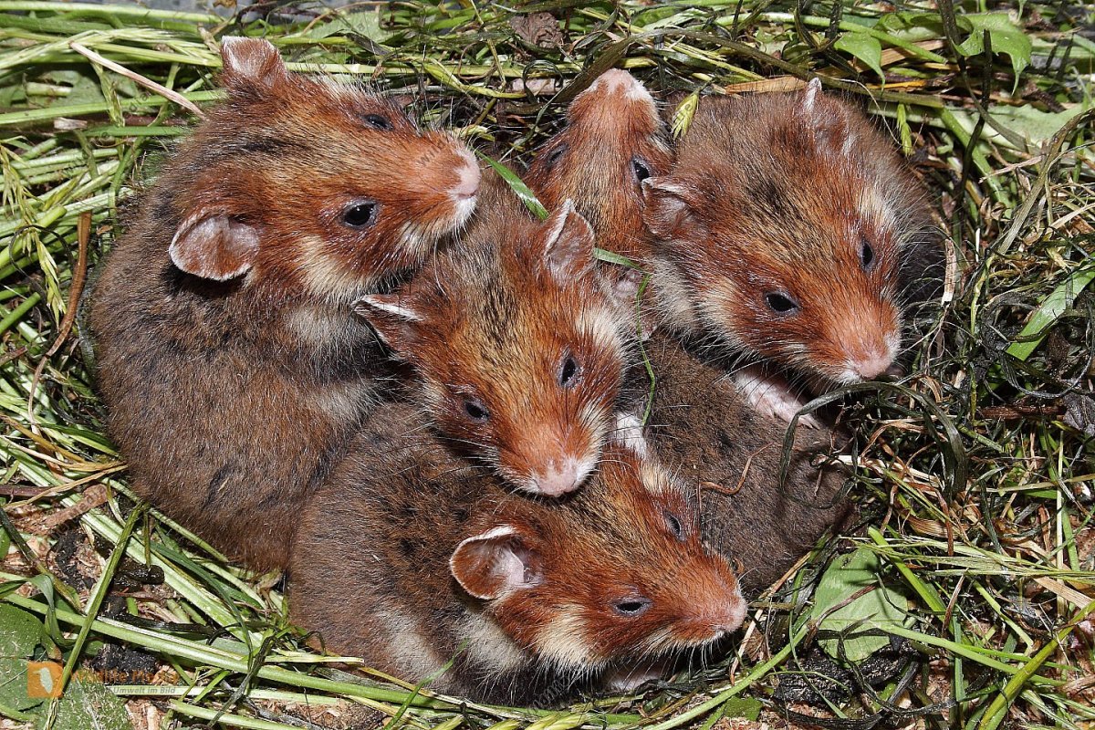 Лесной хомяк