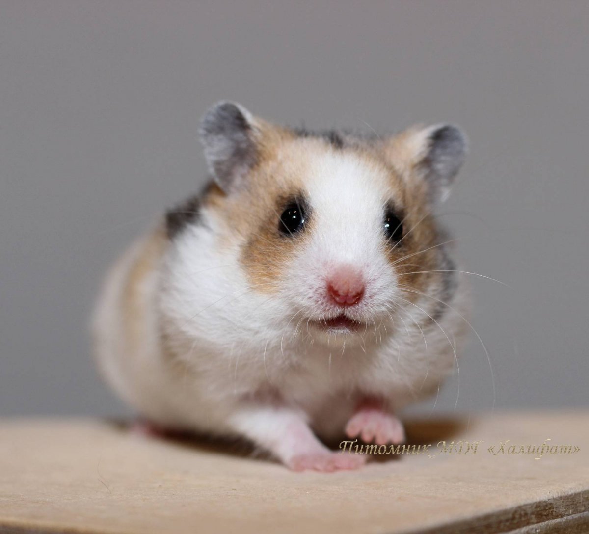 Хомяк полевой обыкновенный