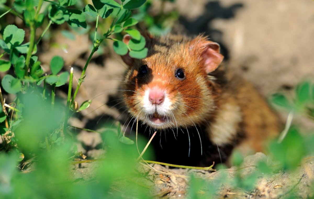 Сирийский золотистый хомячок