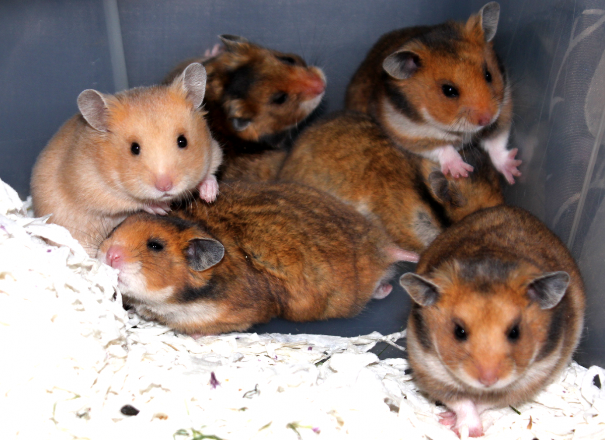 Семейство хомяковые (Cricetidae)