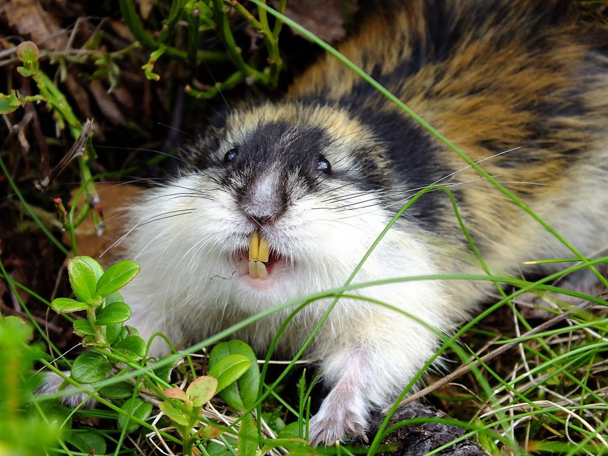 Хомяки породы сирийские