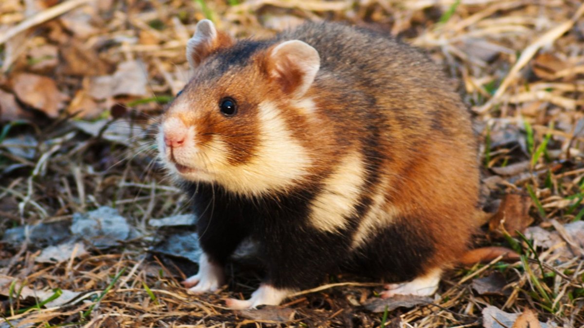 Сирийский хомяк рекс