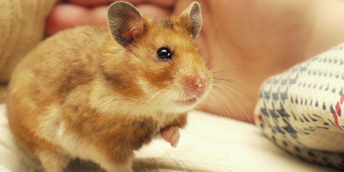 Сирийский золотистый хомячок