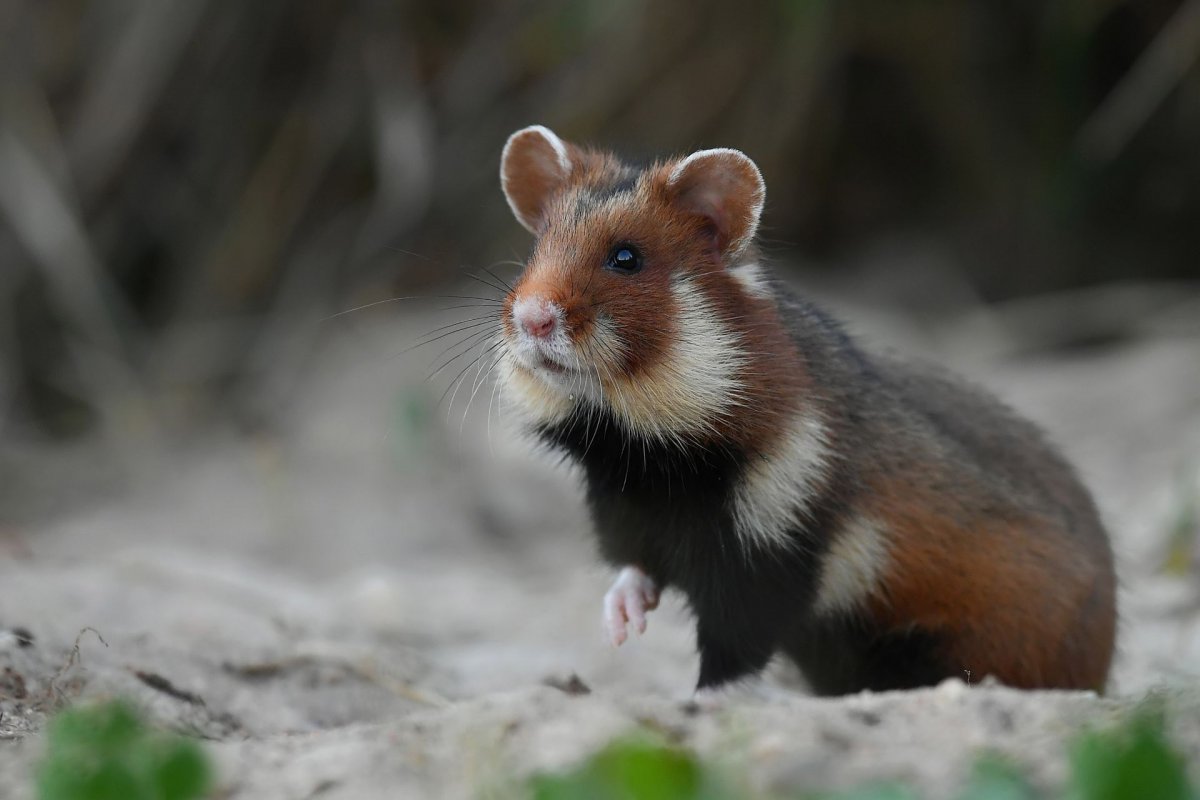 Хомяк обыкновенный в природе