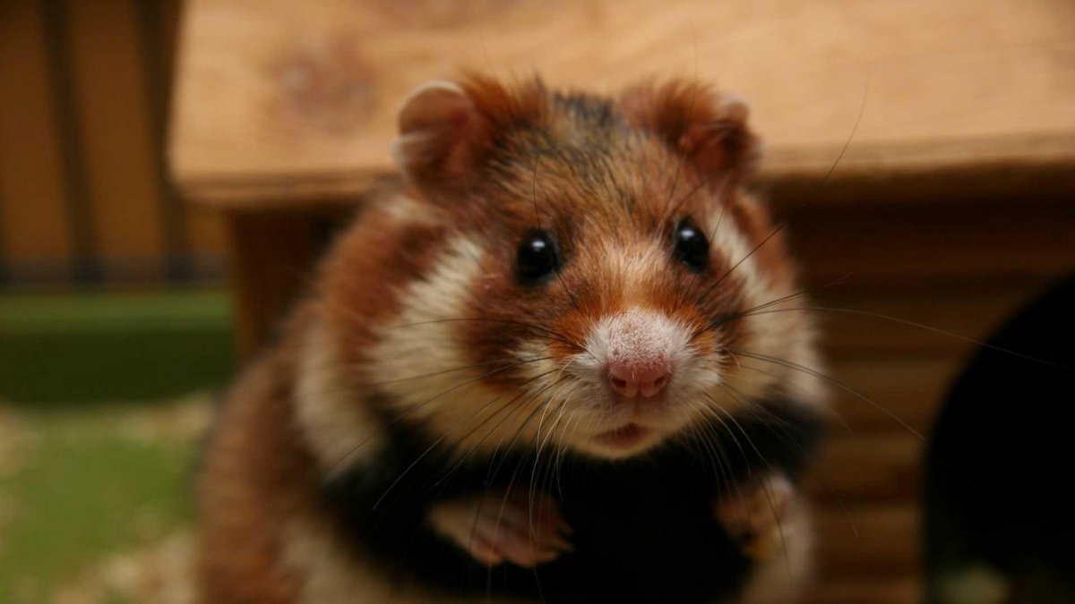 Сирийский хомяк фото