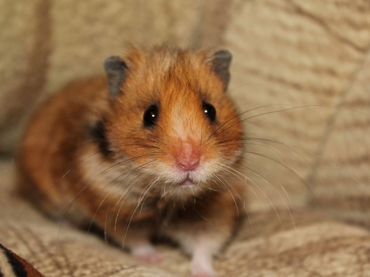 Хомяк в лесу