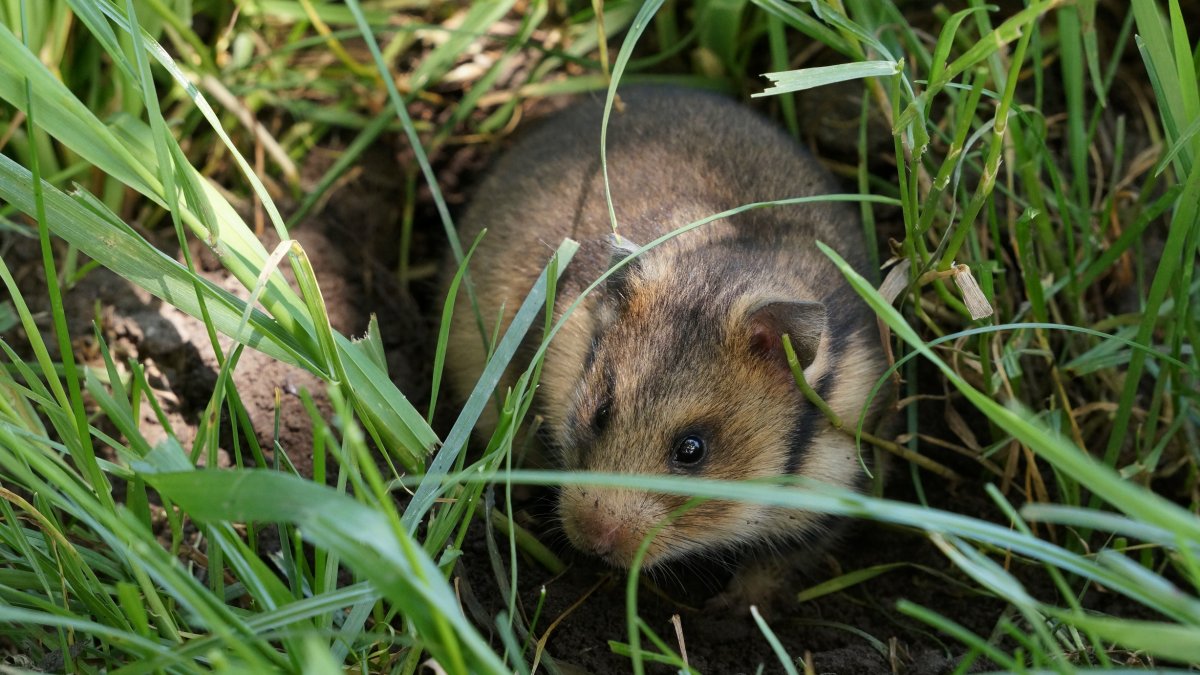 Супер хомяк
