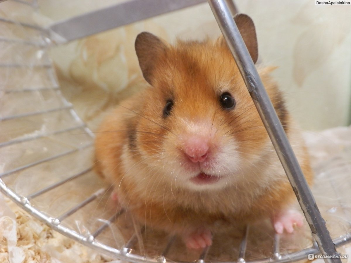 Луговой хомяк