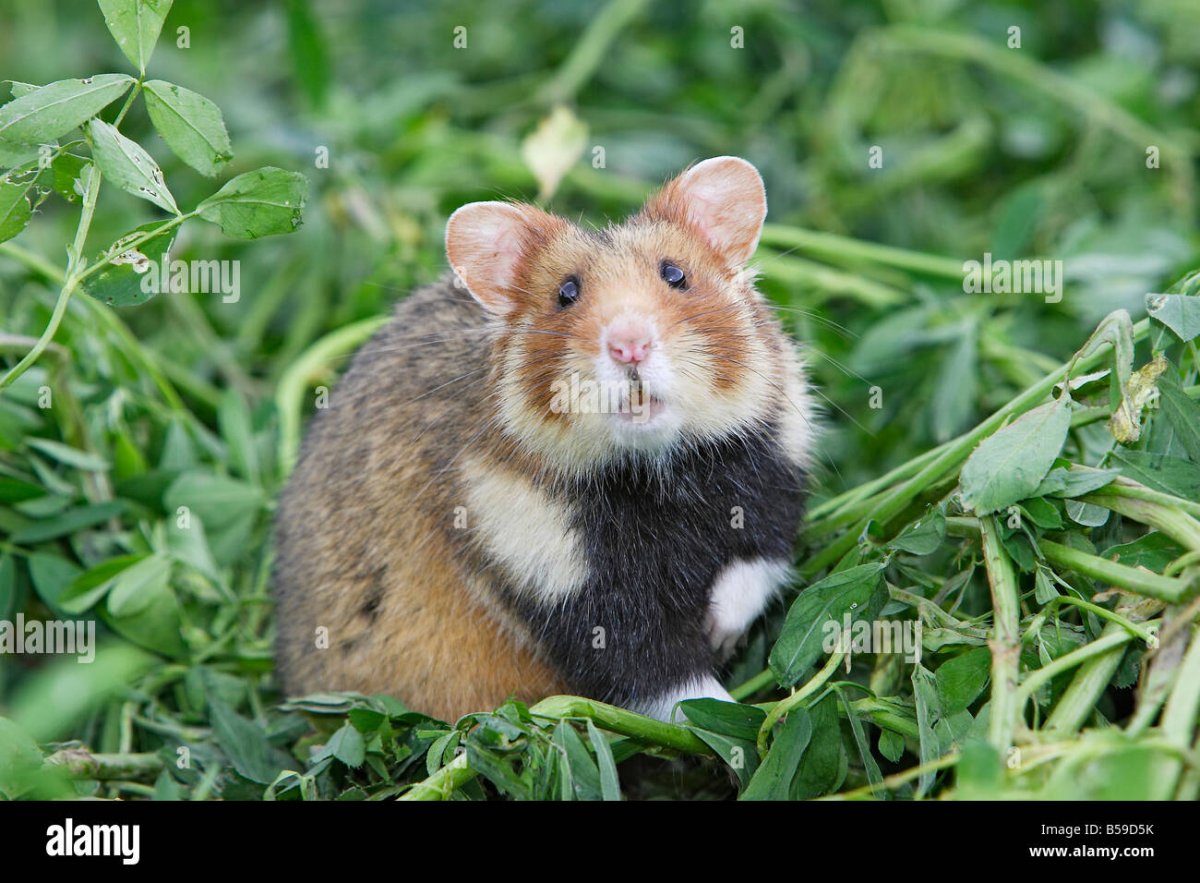 Обыкновенный хомяк карбыш