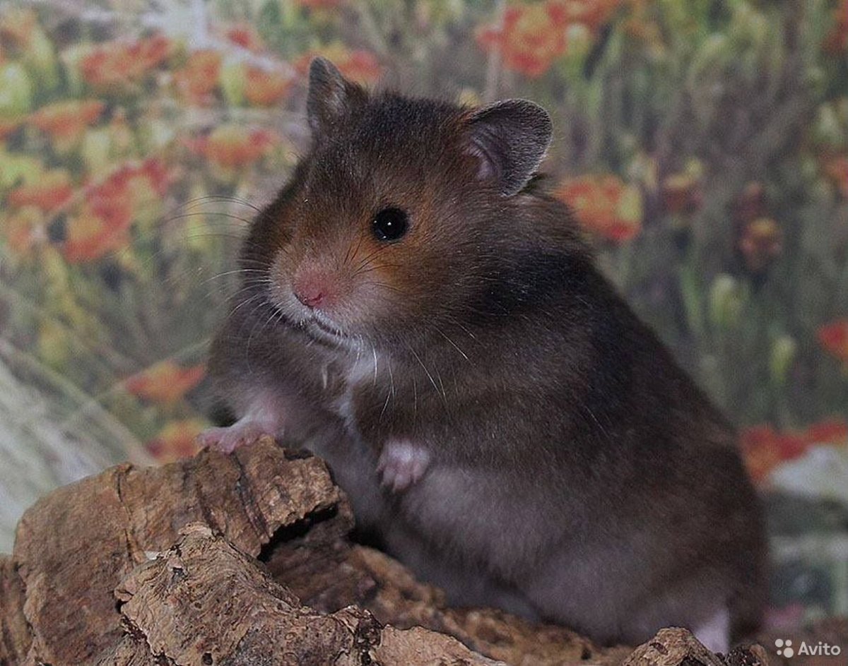 Сибирский Лесной хомяк