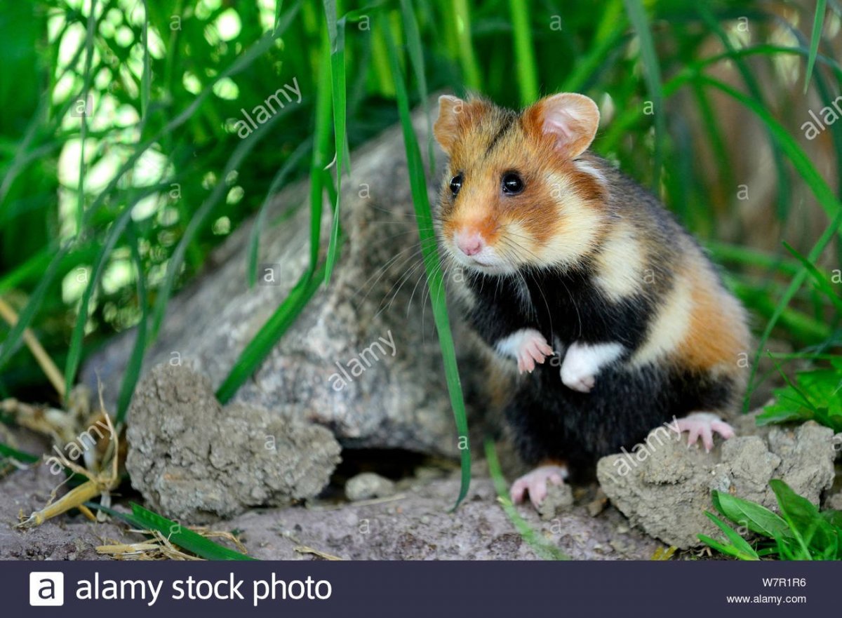 Карликовый джунгарский хомячок