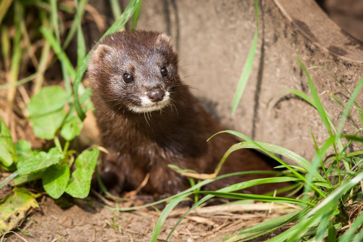 Хорек фретка