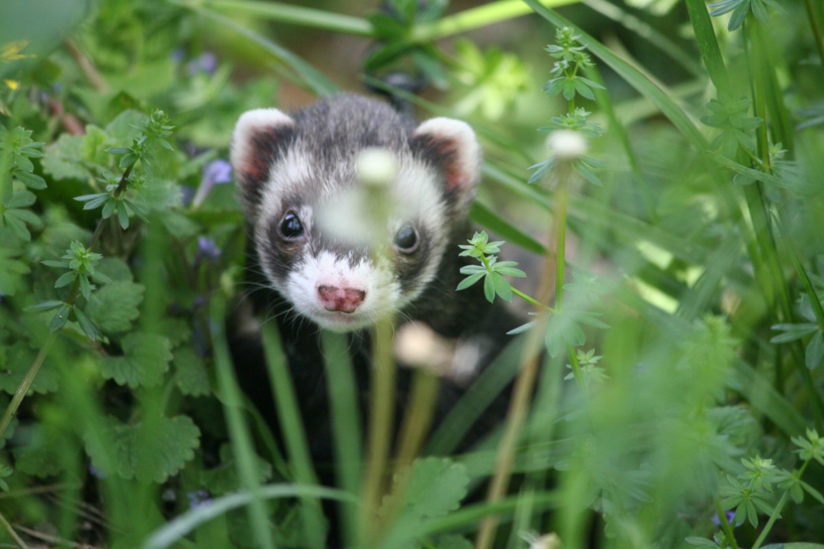 Амурский Степной хорь