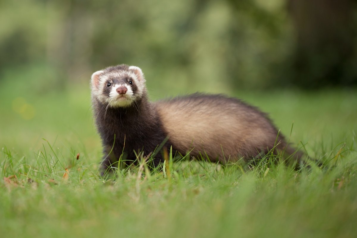 Лесной хорёк