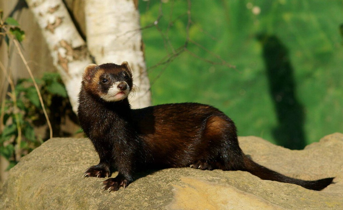 Хорек зверек