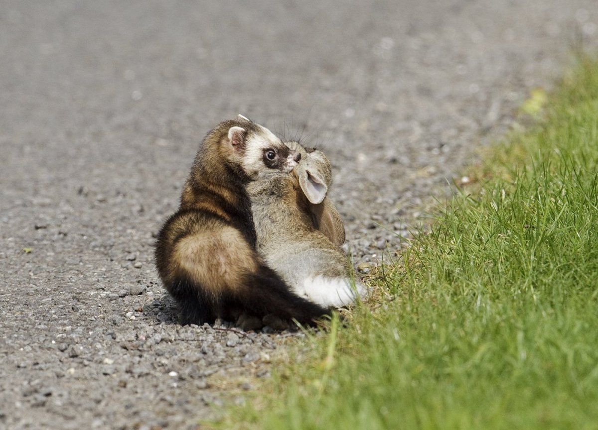 Ласка норка хорёк горностай