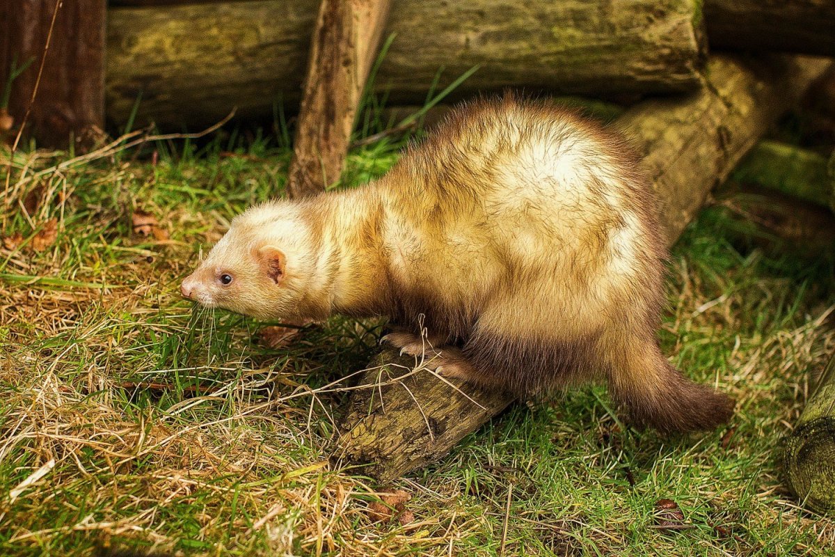 Хонорик фото