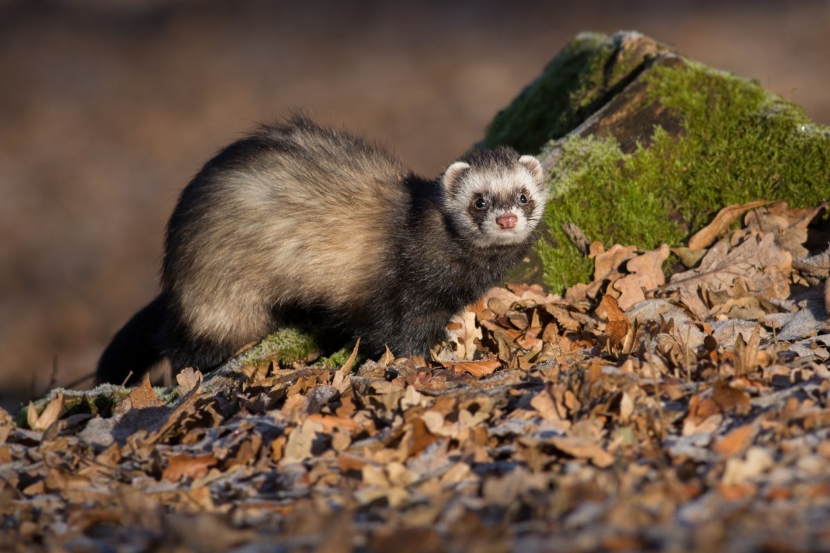 Лесной хорёк