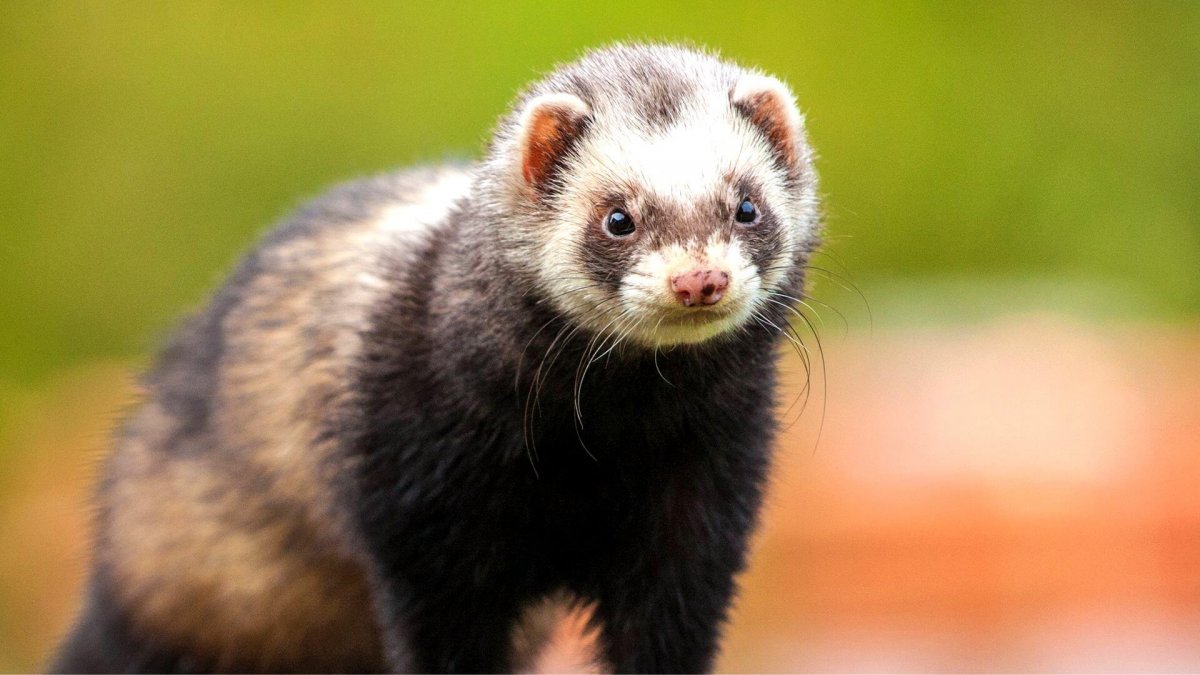 Амурский Степной хорь