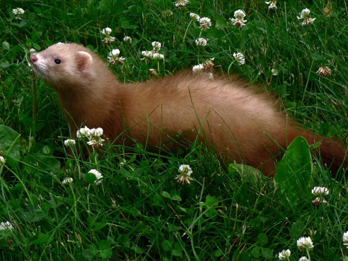 Европейская норка - Mustela lutreola l.