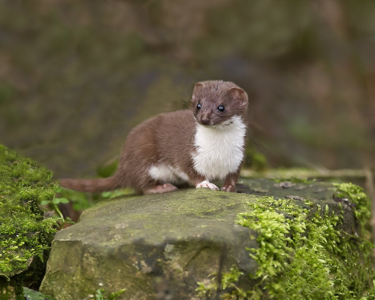 Хорек фретка