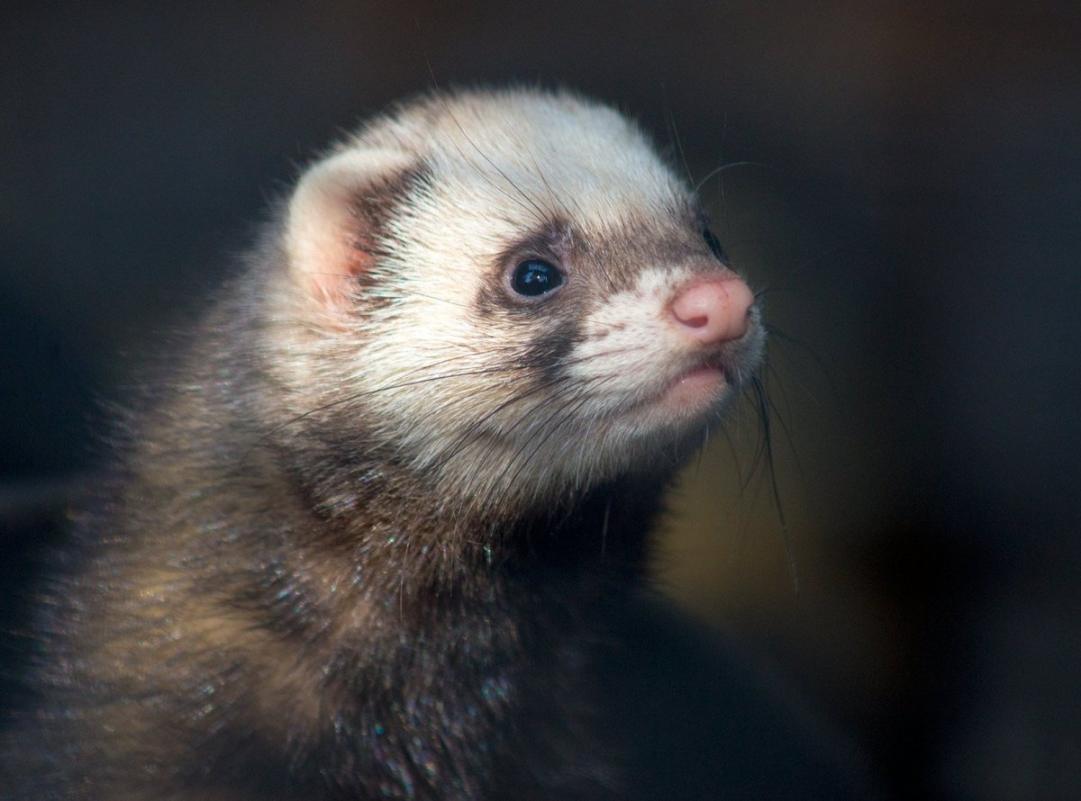 Лесной хорёк детеныш